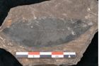 Foto (Detailansicht) von Apocynophyllum amsonia Unger (NHMW-GEO-2024-0188-8009)